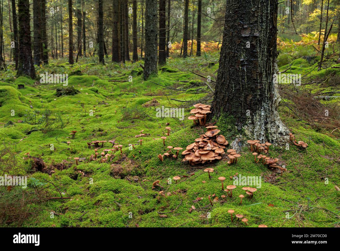 Rötlich-brauner Pilz, der an der Basis eines Baumes wächst. Stockfoto