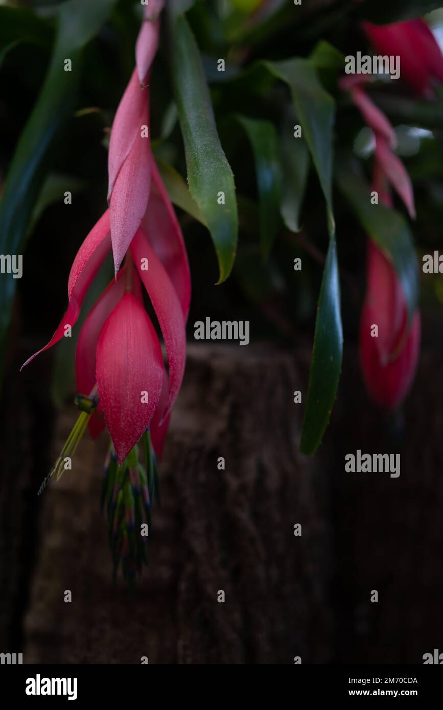 Rosa Blumen von Freundschafts-Pflanze oder Königinnen-Tränen. Blüten von Billbergia nutans Stockfoto