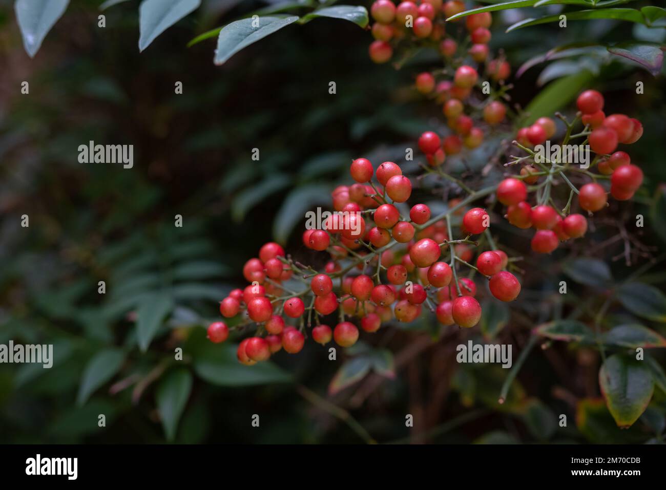 Rote Beeren von Nandina domestica, himmlischer Bambus oder heiliger Bambus Stockfoto