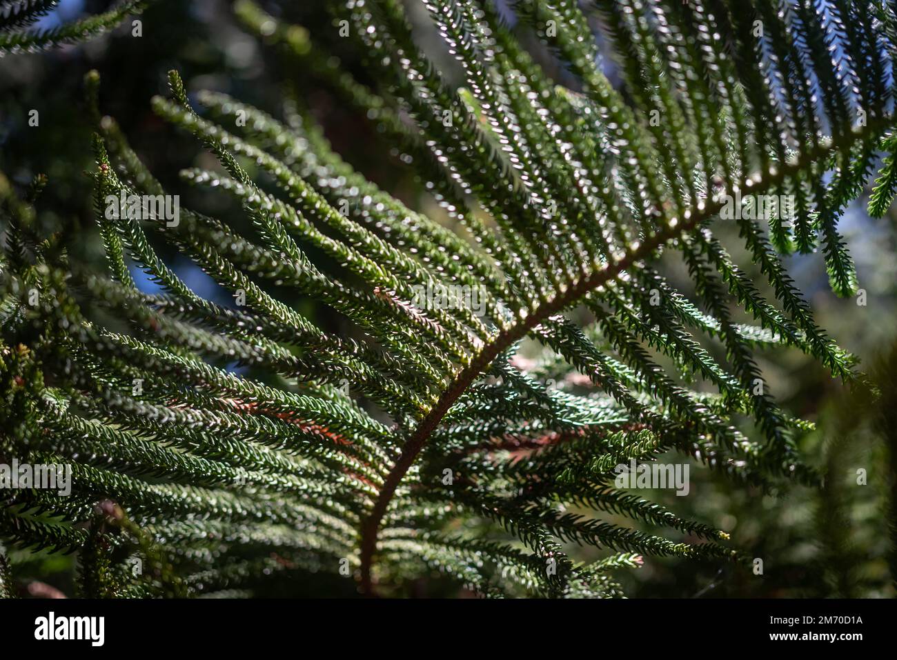 Verschlüsse nadelartiger Blätter von Aracaria columnaris oder Kiefernholz Stockfoto