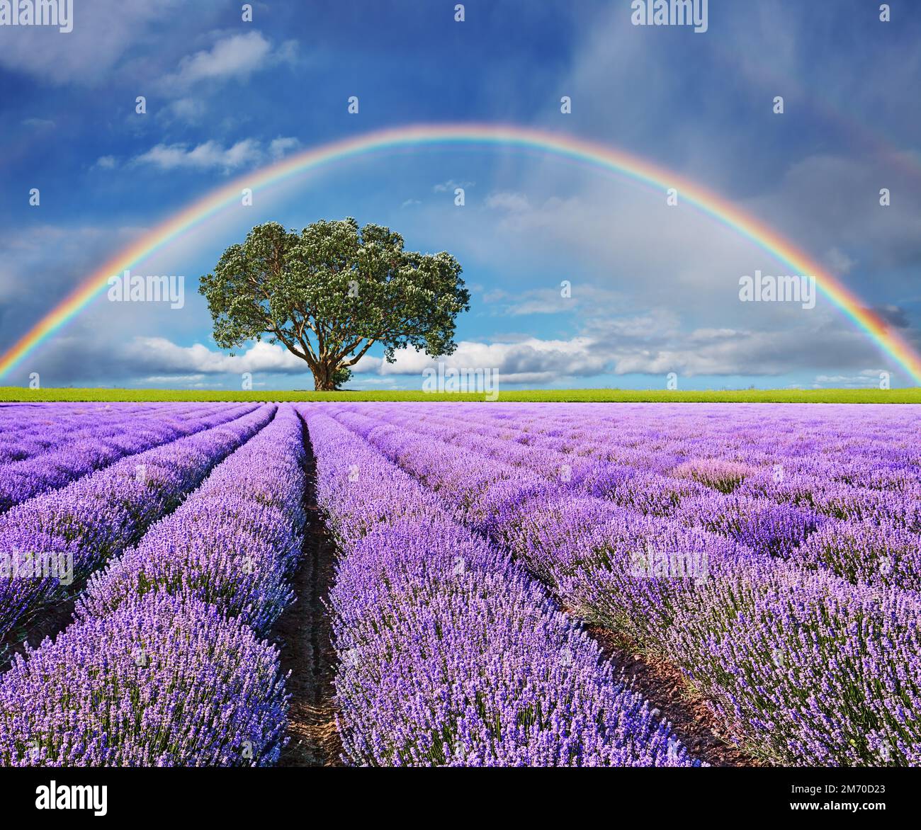 Landschaft mit Lavendelfeld, einsamem Baum und Regenbogen Stockfoto
