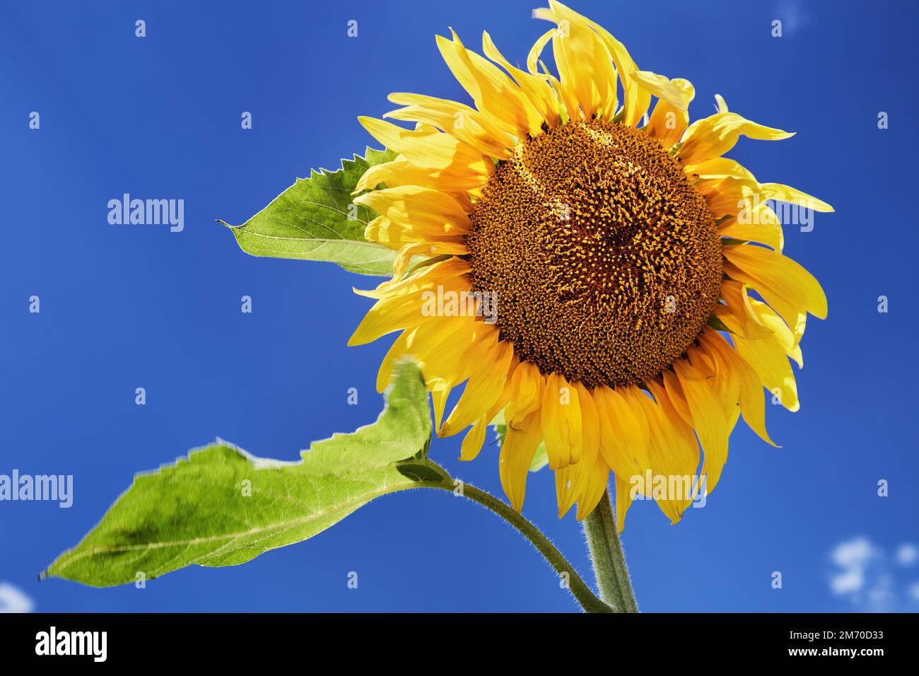 Nahaufnahme helle Sonnenblume über blauen Himmel Hintergrund Stockfoto