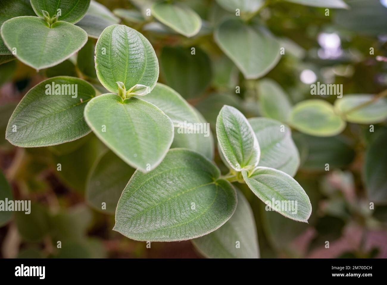 Silberne grüne Blätter von silbernen Prinzessinnen Blüten. Pleroma heteromallum Stockfoto