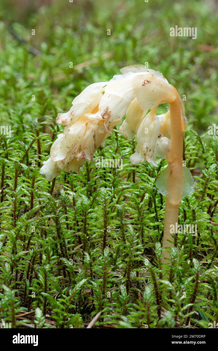 Parasitäre Pflanze ohne Chlorophyll Pinesap (Falsche Buchentropfen, Hypopitys monotropa) in einem Kiefernwald in Weißrussland, Europa Stockfoto