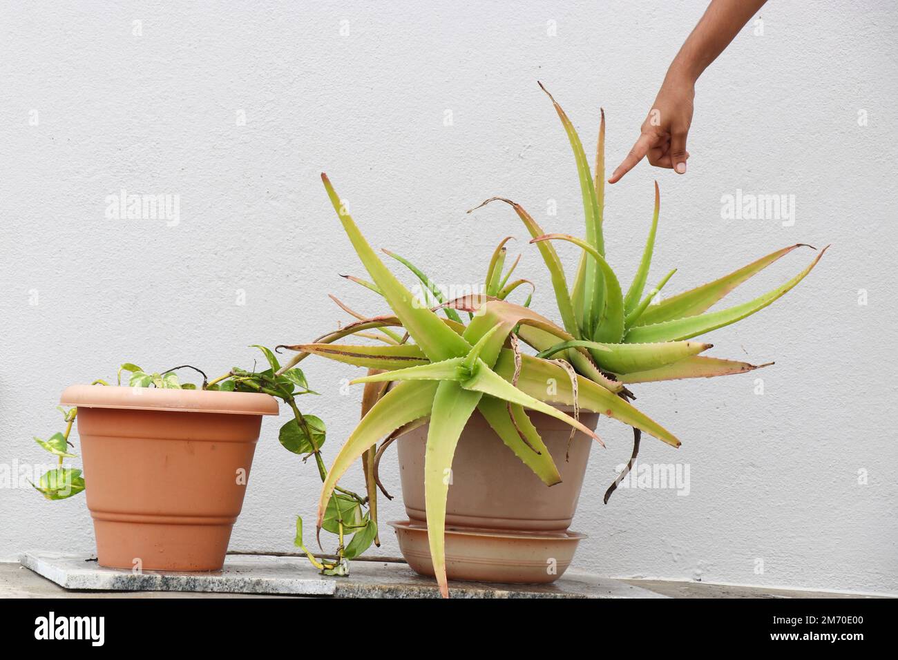 Aloe Vera-Pflanzen wachsen auf Kunststofftöpfen im Garten. Hände, die auf die Blätter der medizinischen Aloe Vera-Pflanze zeigen Stockfoto