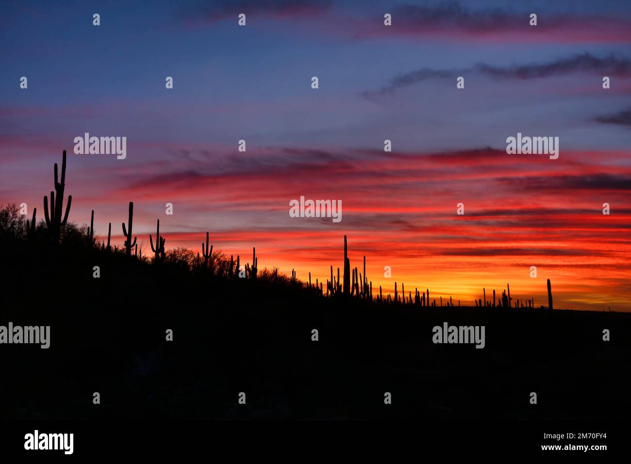 Im Saguaro-Nationalpark, Arizona, sind Saguaro-Kakteen vor einem brillanten Himmel bei Sonnenuntergang zu sehen Stockfoto