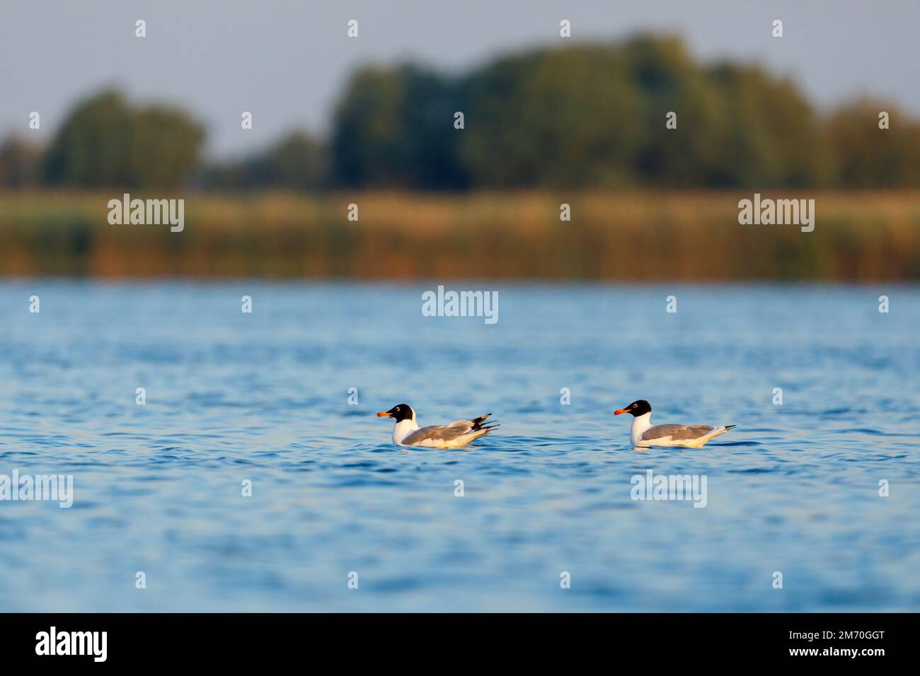 Schwarze Gulls im Donaudelta Stockfoto