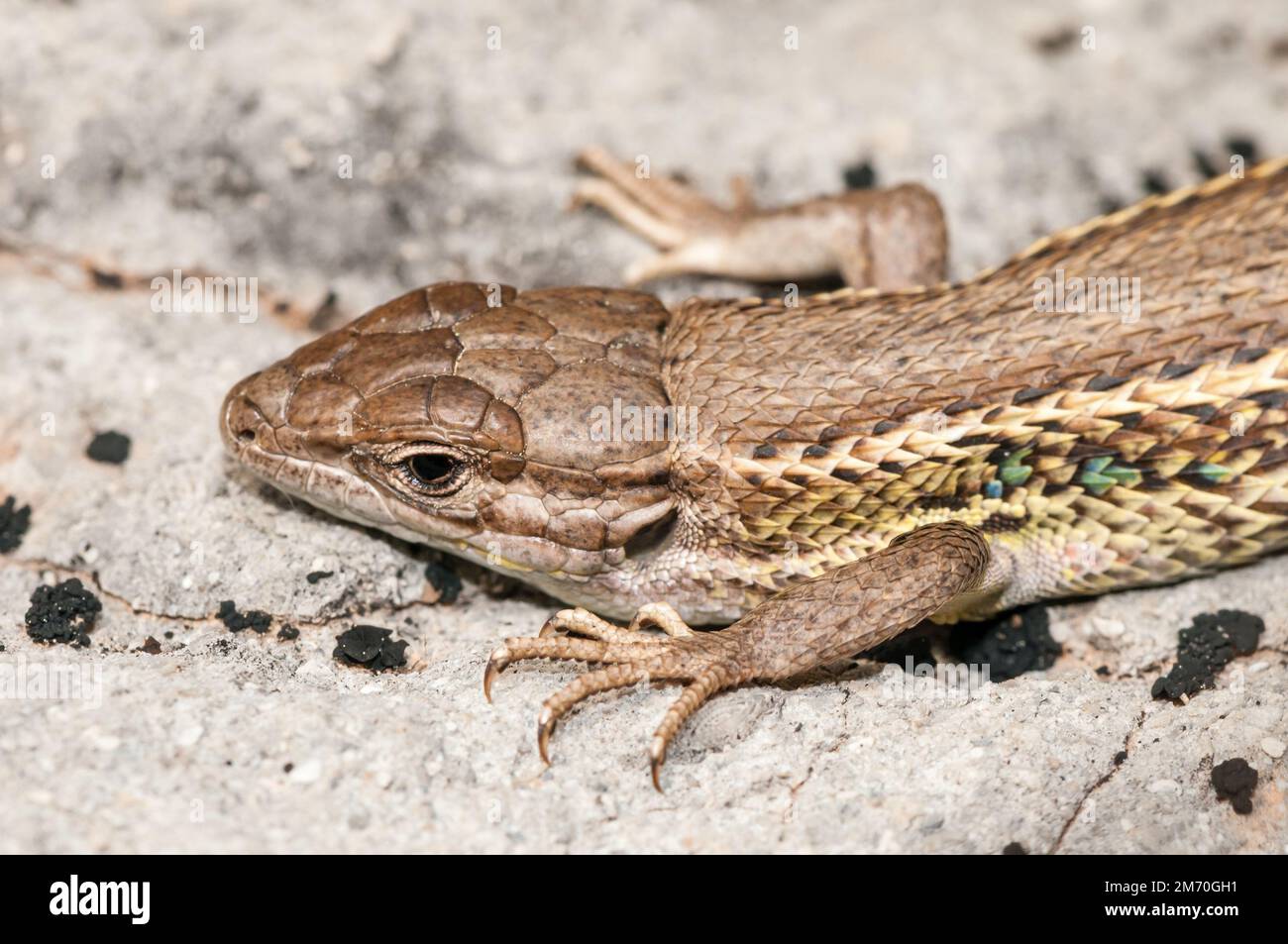 Eidechse, Podarcis hispanica, La Pobla de Claramunt, Katalonien, Spanien Stockfoto