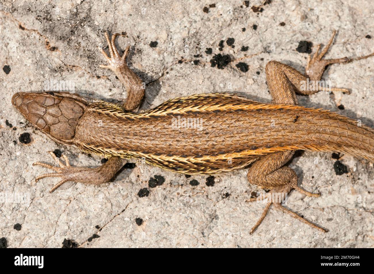 Eidechse, Podarcis hispanica, La Pobla de Claramunt, Katalonien, Spanien Stockfoto