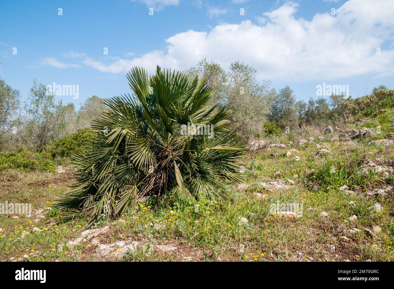 Europäische Fan Palm, Chamaerops humilis, Olerdola, Katalonien, Spanien Stockfoto