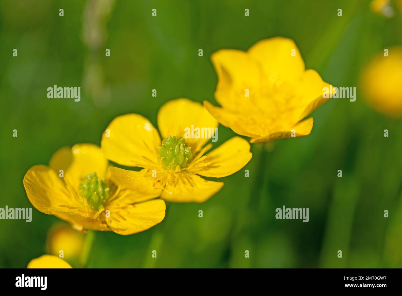 Butterblumen, Ranunculus acris, im Frühjahr Stockfoto