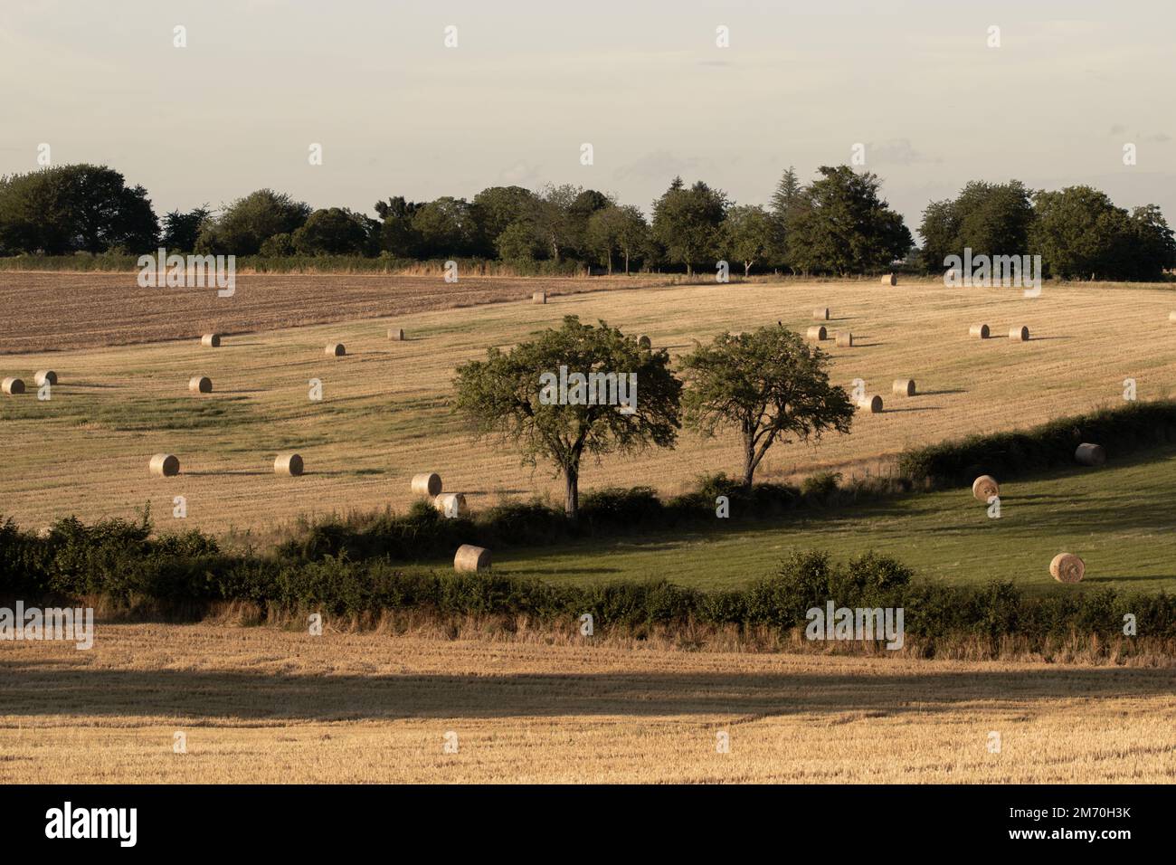 Heuhaufen auf der Wiese. Runde Strohballen auf einem Feld nach der Getreideernte. Wunderschönes Heufeld mit runden Stapeln vor dem sonnigen Himmel. Hay Yellow Golden. Stockfoto