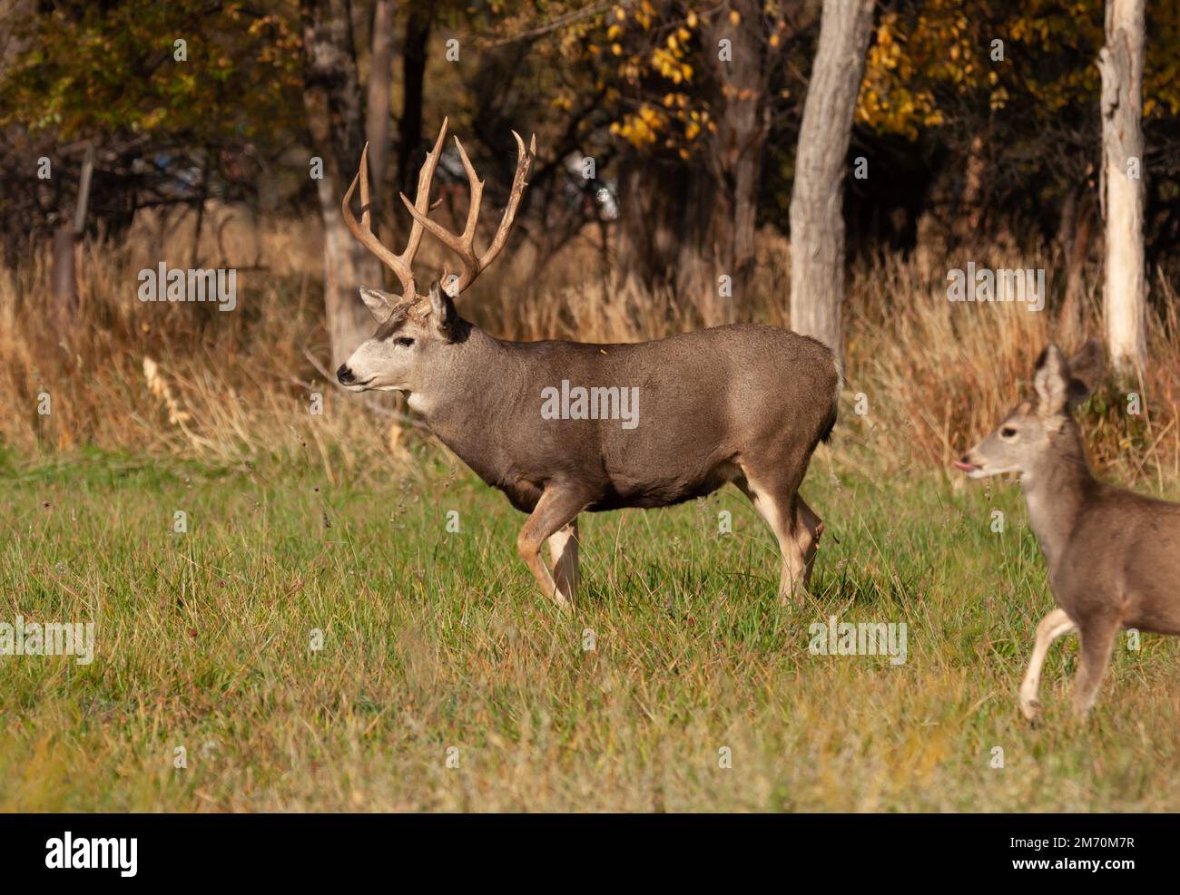 Ein Maultier-Bock mit einem großen Futterregal in einem städtischen Feld in Canon City, Colorado. Stockfoto