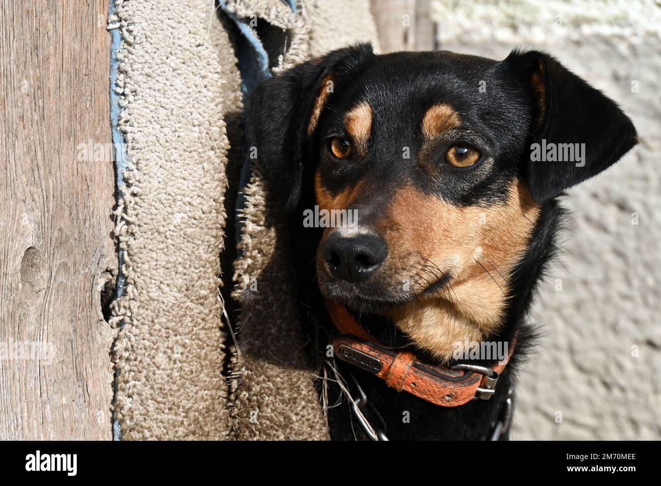 Porträt eines schwarz-braunen Hundes, der durch die rustikale Zuchttür schaut Stockfoto