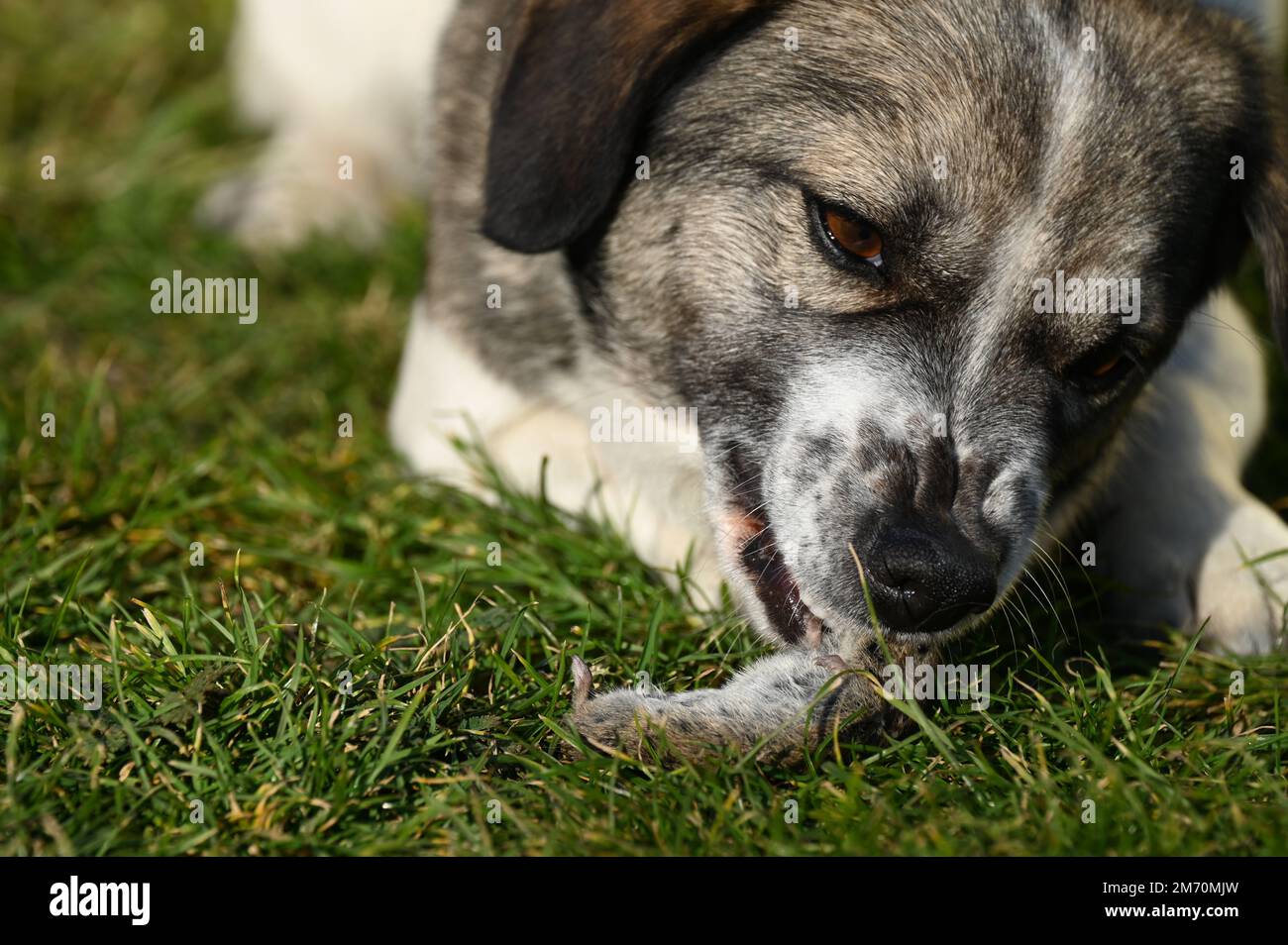 Ein Hund, der auf einer gefangenen Maus im Garten kaut und Jagdinstinkte zeigt Stockfoto