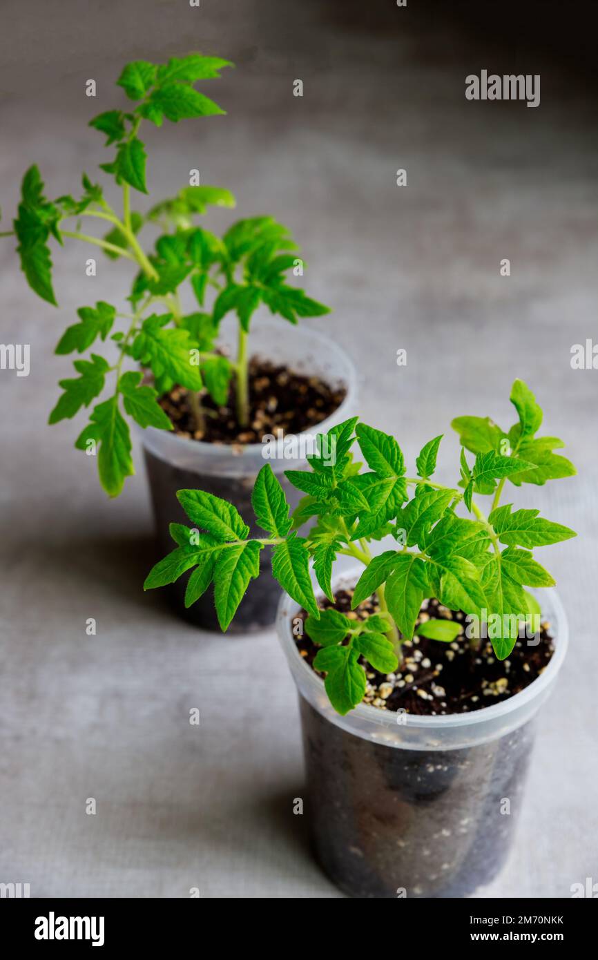 Tomatenpflanzenkeimlinge, die in einem Kunststofftopf wachsen. Stockfoto