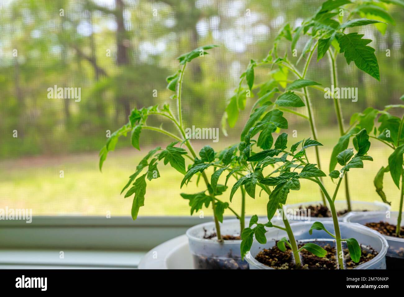Tomatenpflanzenkeimlinge wachsen in einem Plastiktopf am Fenster. Stockfoto