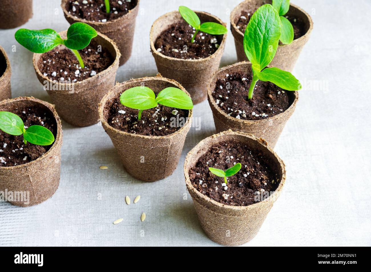 Ein junger Kürbisseedling wächst in einem Topf. Stockfoto