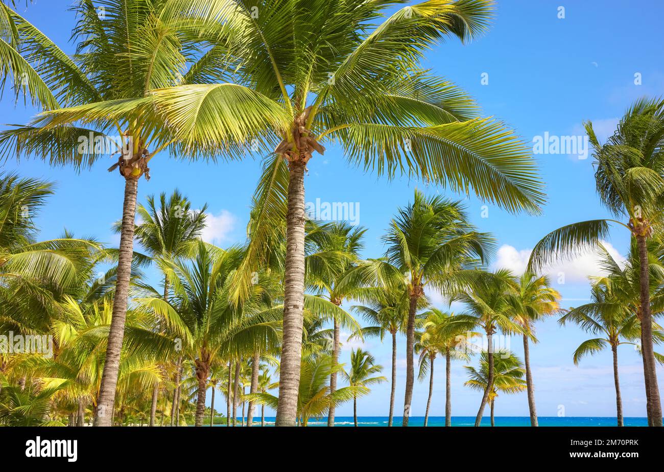 Kokospalmen an einem karibischen Strand, Mexiko. Stockfoto