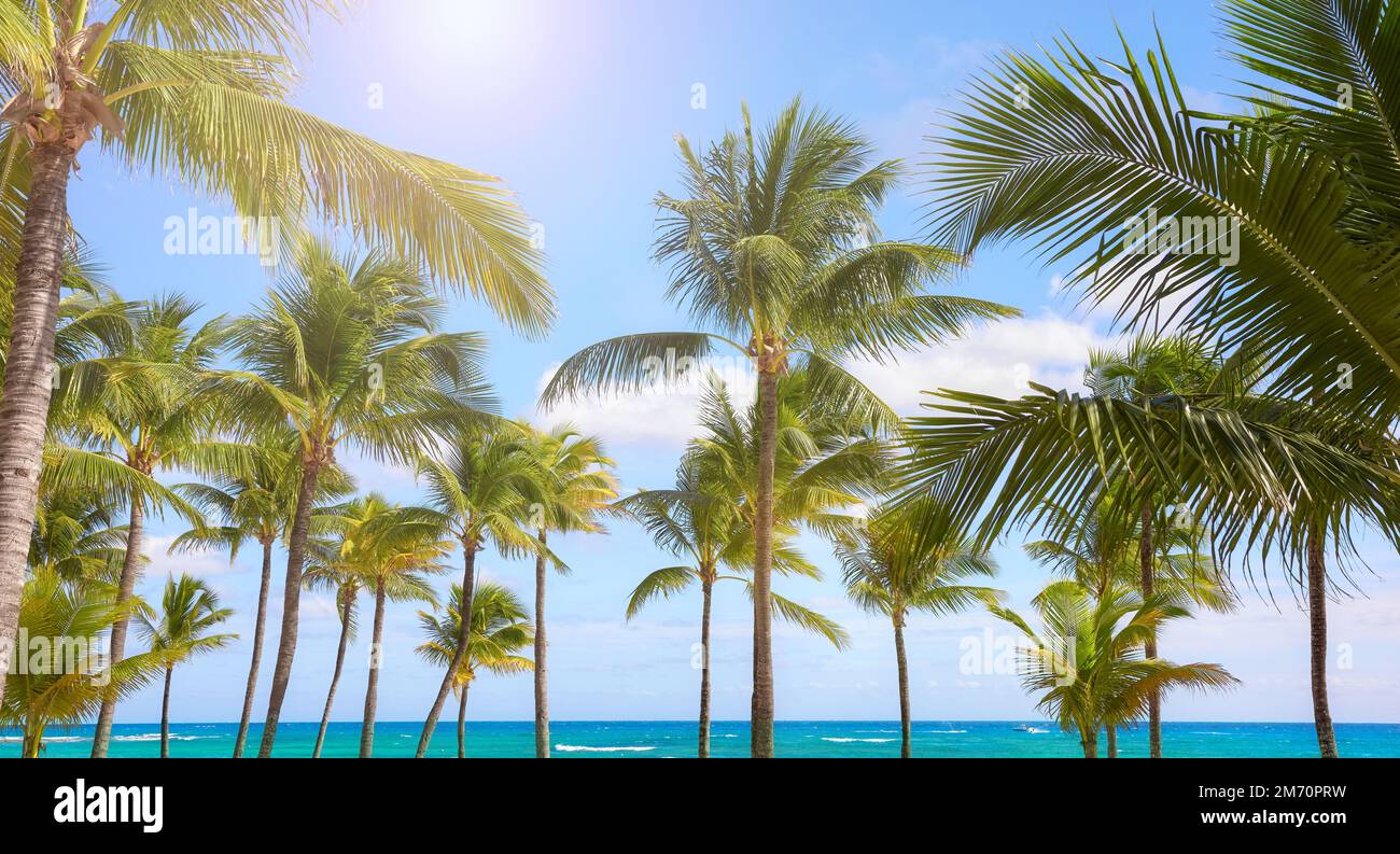 Kokospalmen an einem karibischen Strand, Mexiko. Stockfoto