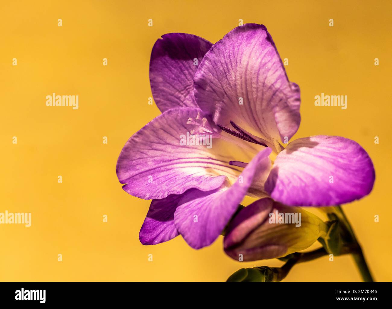 Lila Freesia Makro Nahaufnahme Stockfoto