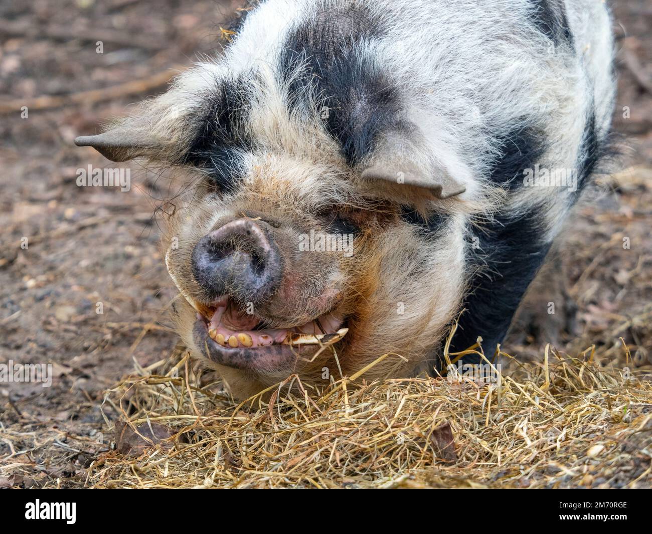 Kunekune Sus scrofa domestikus Hausschwein aus Neuseeland Stockfoto