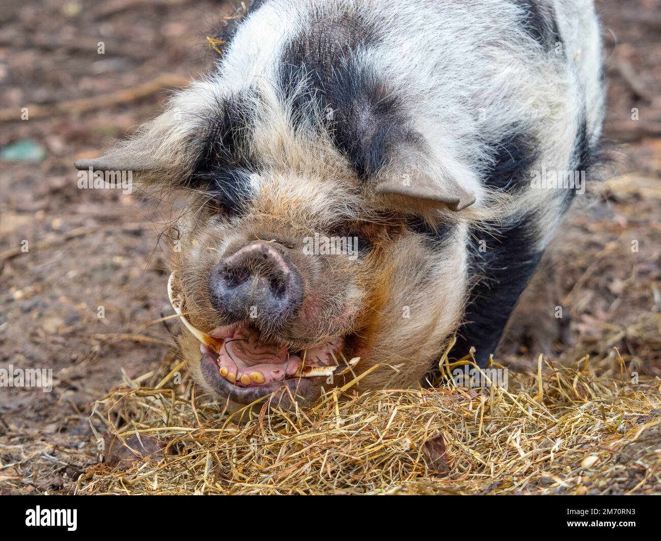 Kunekune Sus scrofa domestikus Hausschwein aus Neuseeland Stockfoto