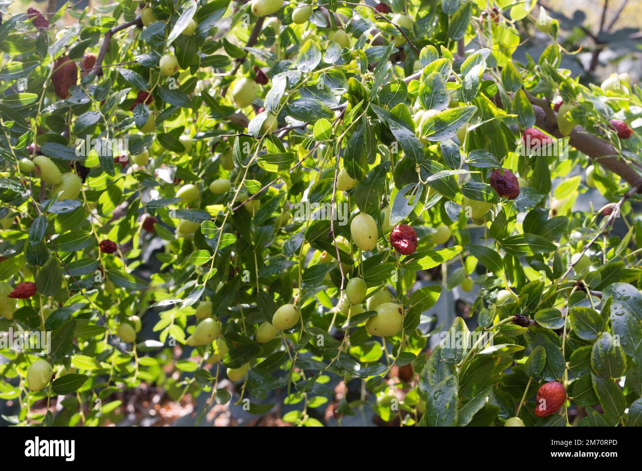 Zweig mit Jujube, mediterranen Früchten, Ziziphus jujuba, chinesisches Datum oder rotes Datum genannt, getrocknet und beschädigt Stockfoto