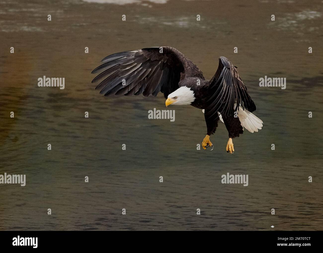 Nahaufnahme eines fliegenden Weißkopfadlers Stockfoto