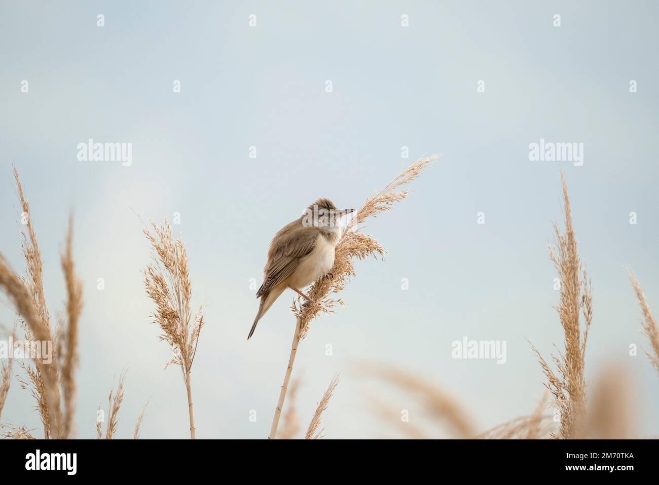 Der große Schilfhügel (Acrocephalus arundinaceus) ist ein Passerinvogel der Familie der Acrocephalidae. Stockfoto