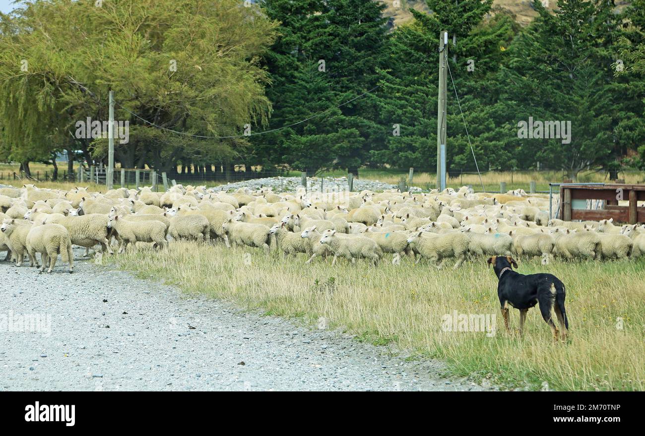 Schaf und Hund - Neuseeland Stockfoto