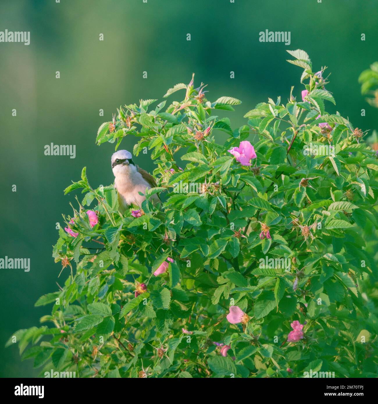 Der Rotkauz (Lanius collurio) ist ein fleischfressender Passerinvogel und gehört zur Krabbenfamilie Laniidae. Ein männlicher Rotkauz unter dem Flowe Stockfoto