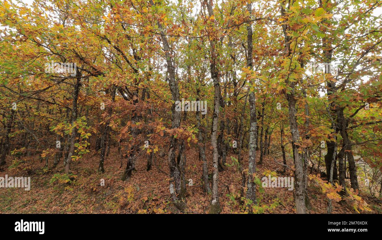 Wald in der Nähe des Plastira-Sees, Herbst, Karditsa, Thessalien, Griechenland Stockfoto