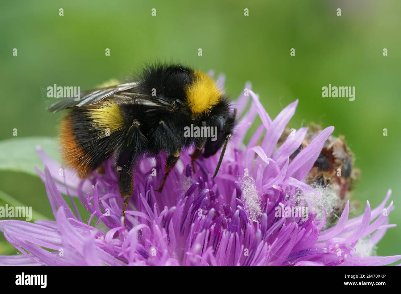 Natürliche, farbenfrohe Nahaufnahme einer frühen Bumble-Biene, Bombus pratorum, sitzt auf lila Knapweed Stockfoto