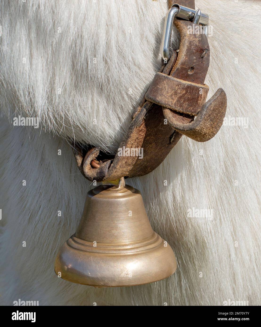 Eine Nahaufnahme eines alten Lederhalses mit einer rostigen Glocke an einem Tierhals Stockfoto
