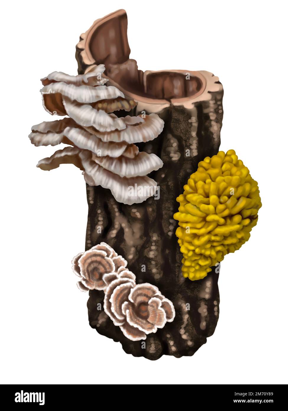 Aquarell realistische gelbe Pilze. Pilze wachsen auf dem Baum. Laetiporus sulureus ist eine Art von Brackelpilz. Holzkrebse, Schwefel Stockfoto