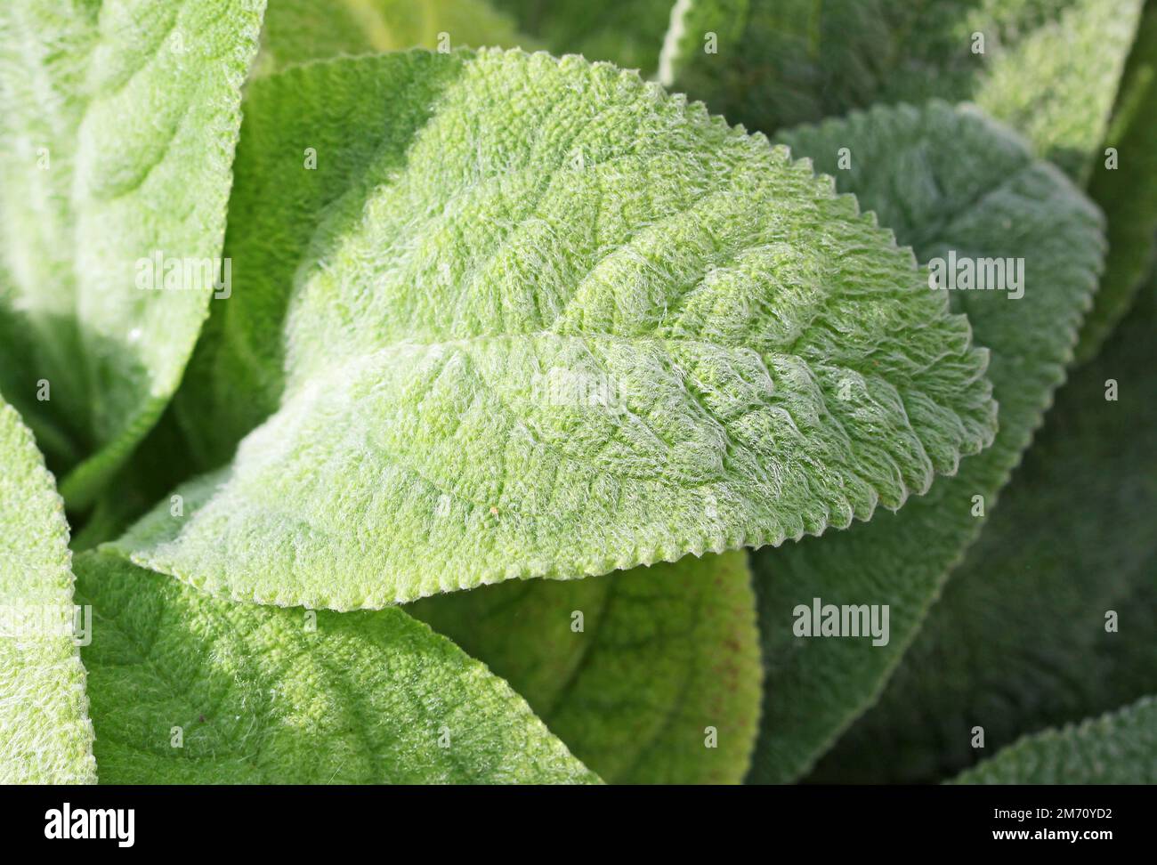 Lamm-Ohrenblätter Stockfoto