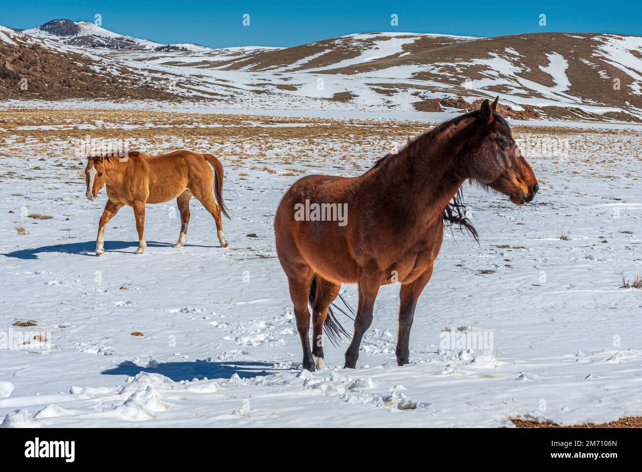 Wunderschöne Hochlandpferde, die in den Bergen von Colorado weiden. Stockfoto