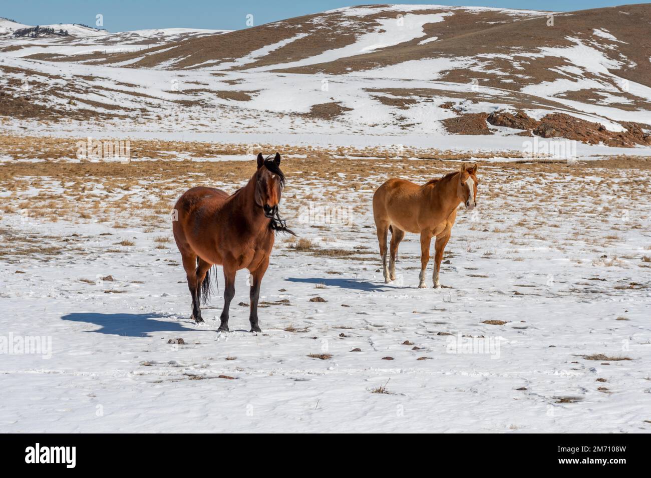 Wunderschöne Hochlandpferde, die in den Bergen von Colorado weiden. Stockfoto