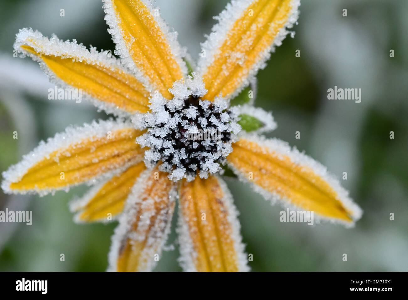 Frost auf einer gelben Blume Stockfoto