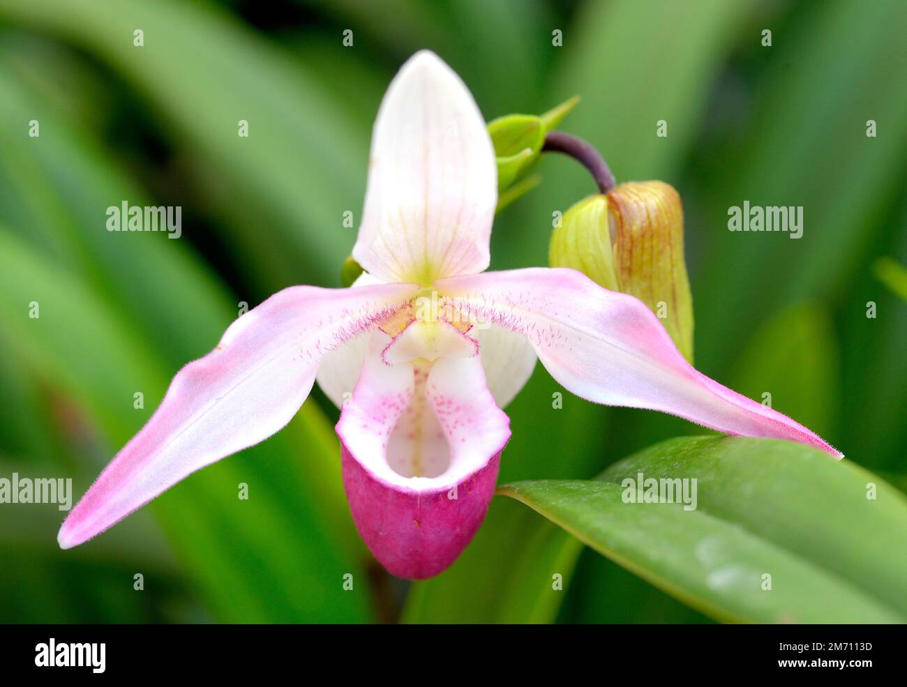 Rosa Lady Slipper Orchidee Stockfoto
