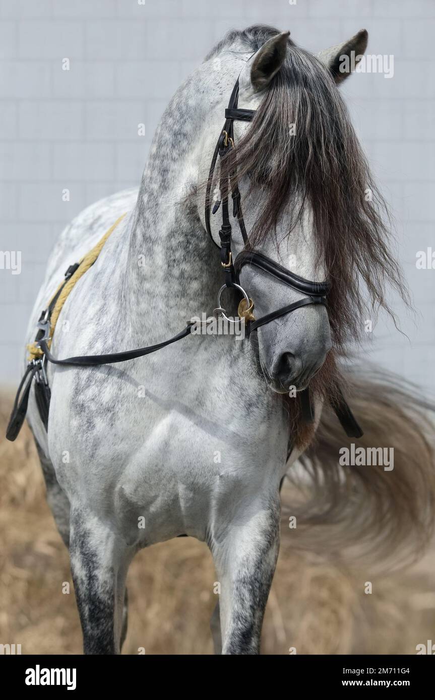 Hellgraues Pferd mit langem dunkelgrauem Vorderlauf. Pferdemunition für das Training auf der Nabelschnur. Stockfoto