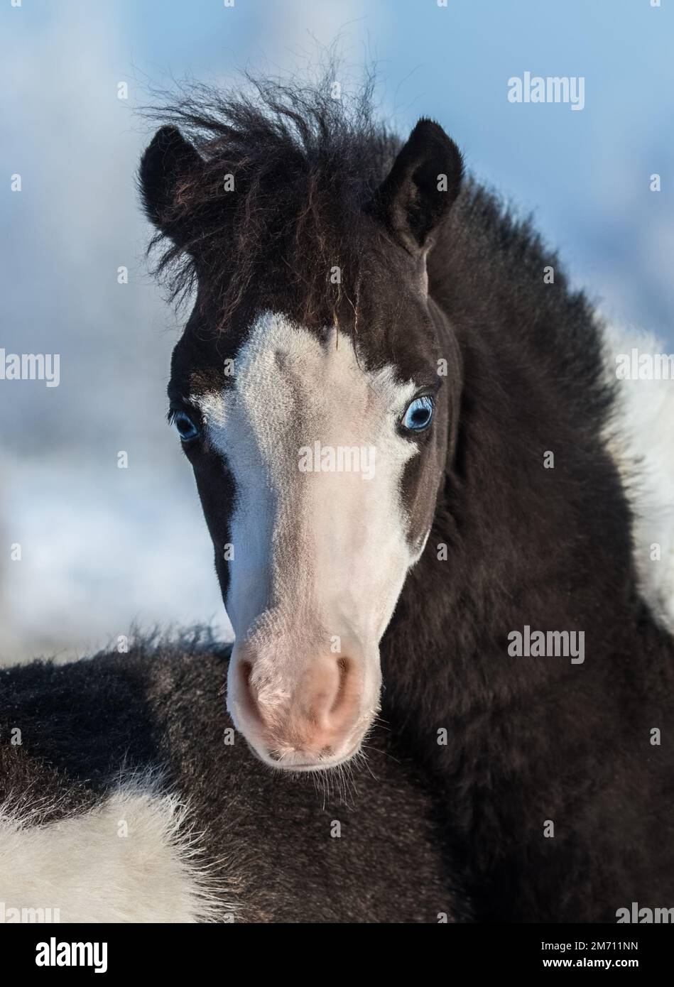 Amerikanisches Miniaturpferd. Fohlen mit blauen Augen. Vorderansicht. Stockfoto