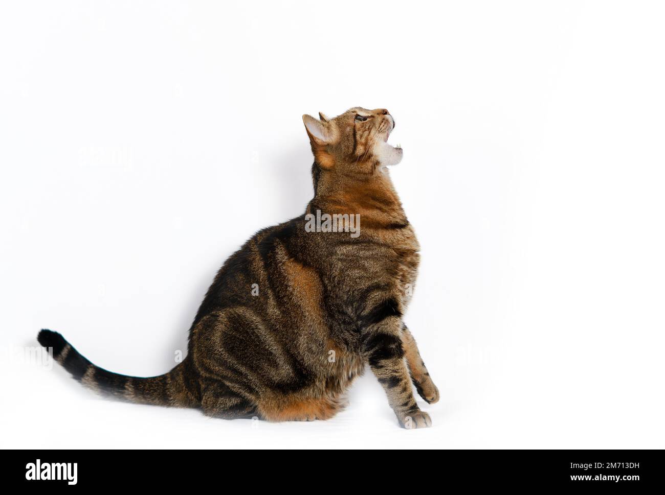 Gewöhnliche Katze mit offenem Mund isoliert auf weißem Hintergrund Stockfoto