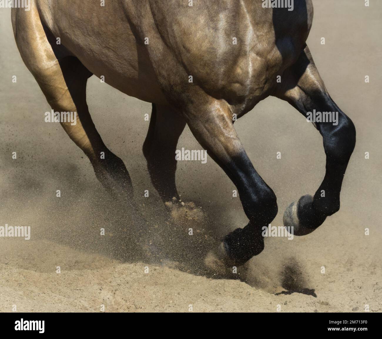 Schwarze Beine eines rennenden andalusischen Pferdes in Sandstaub. Stockfoto