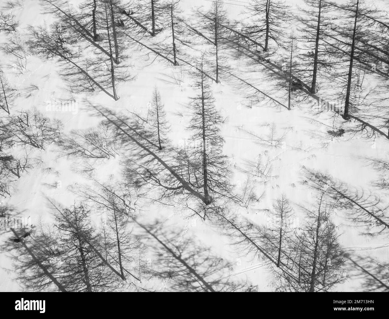Unfruchtbare Bäume im Schnee, Ramsau, Steiermark, Österreich Stockfoto