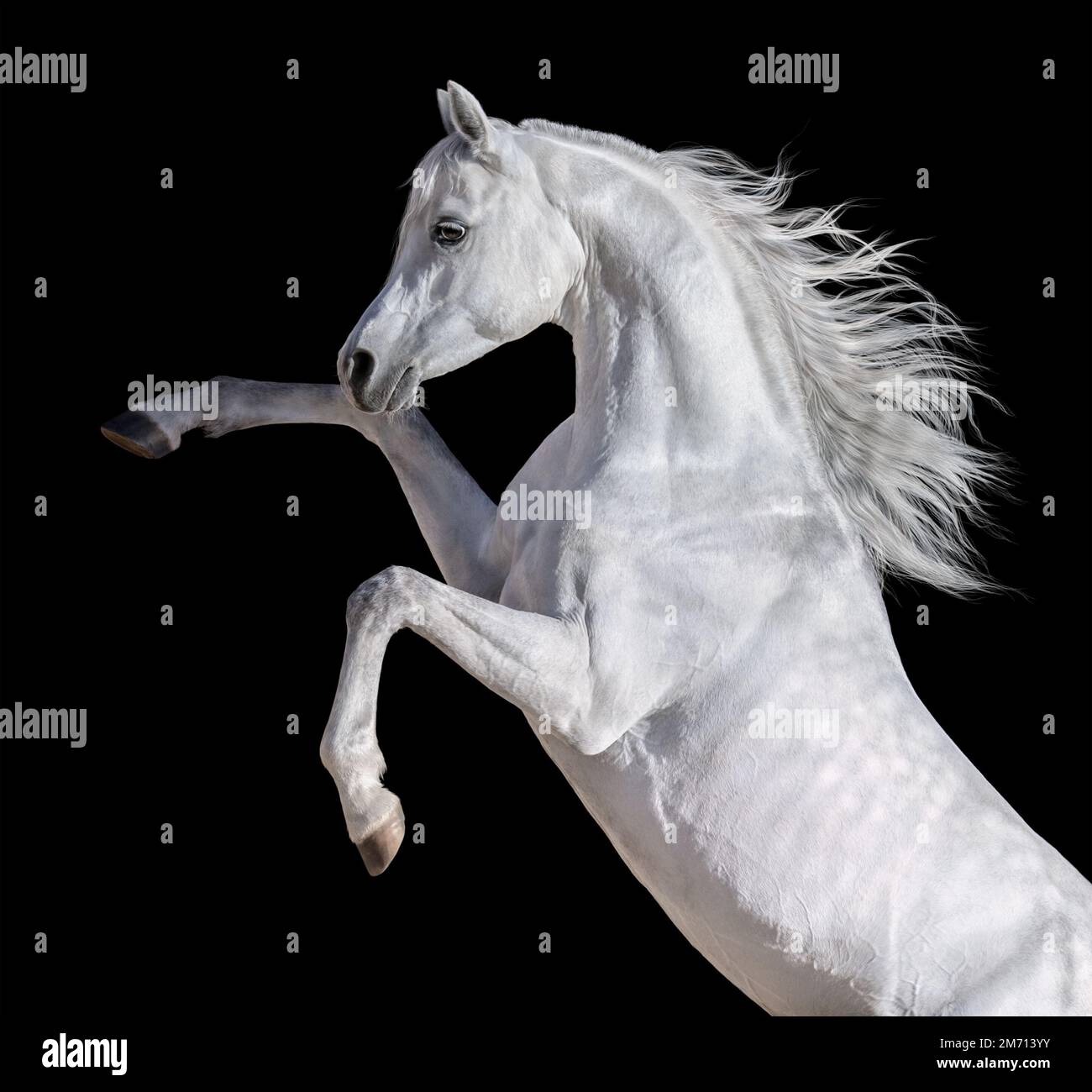 Weißes arabisches Pferd mit langer Mähne. Isoliert auf schwarzem Hintergrund. Stockfoto