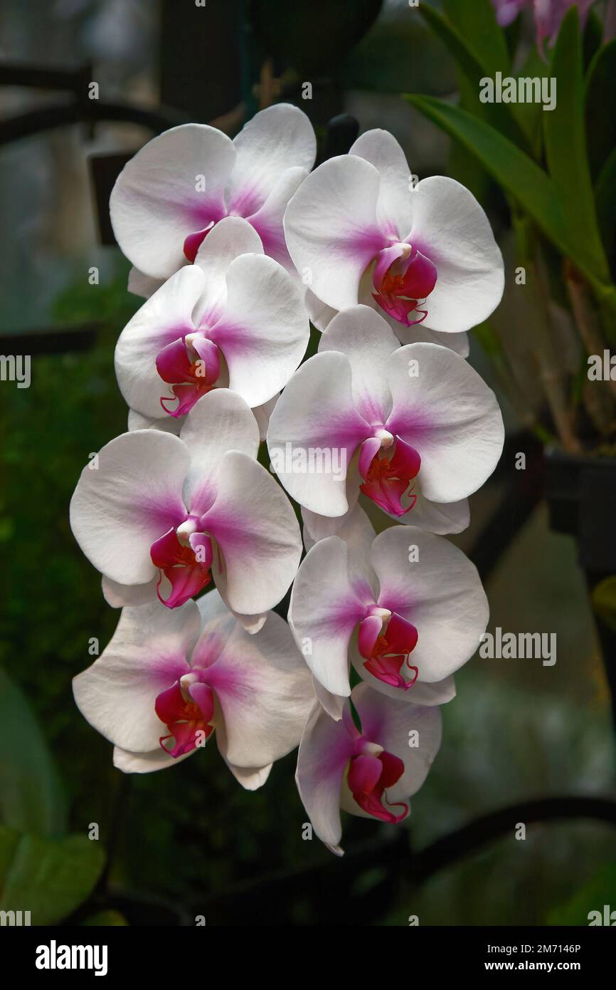 Orchideenspray, 8 weiße Blumen, Rosenfarbzentren, dunkler Hintergrund, Natur, Kultiviert, Nahaufnahme Stockfoto