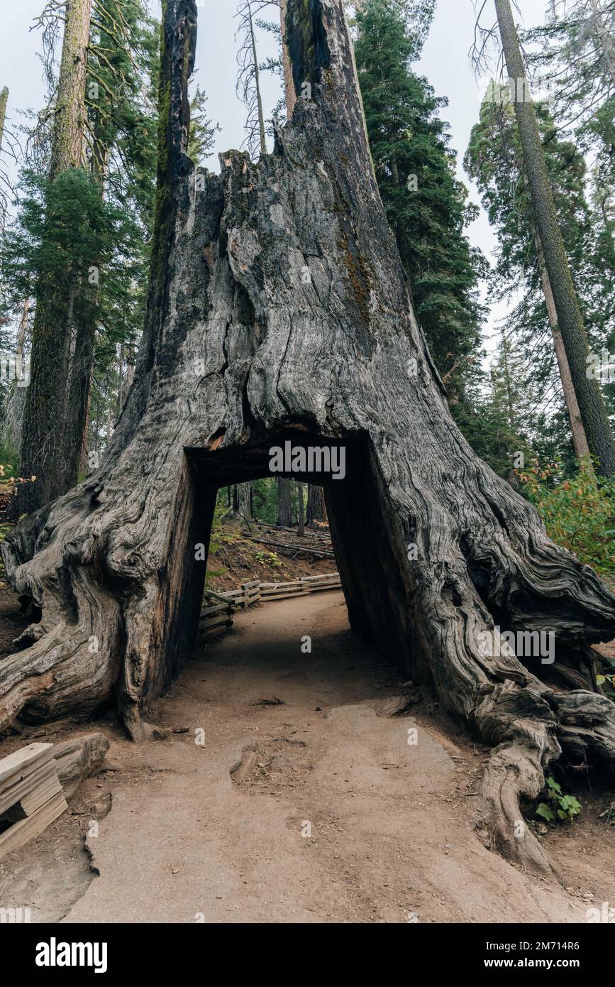 Yosemite-Nationalpark, USA - Oktober 2022: Blick auf den toten Tunnelbaum im Tuolumne Grove. Hochwertiges Foto Stockfoto