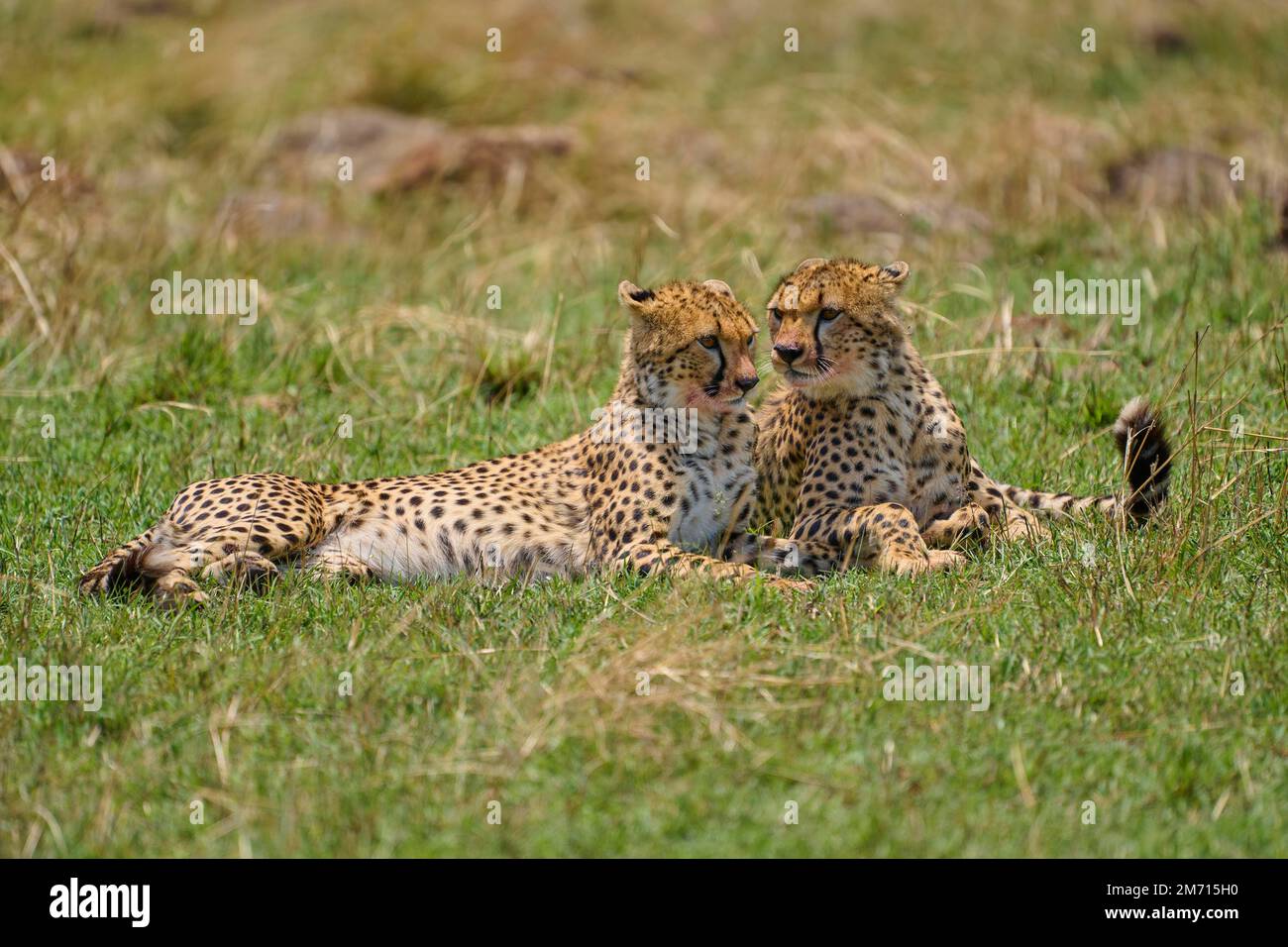 Cheetah (Achinonyx jubatus), zwei Tiere, die zusammen liegen, Masai Mara National Reserve, Kenia Stockfoto
